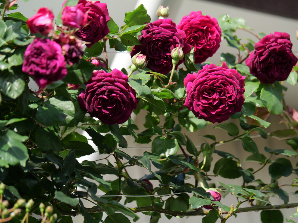 2024-05-04 06_55№(0003).JPG