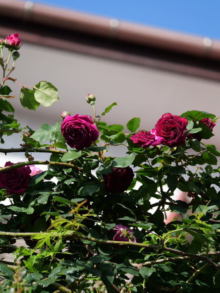 2024-05-04 06_55№(0004).JPG