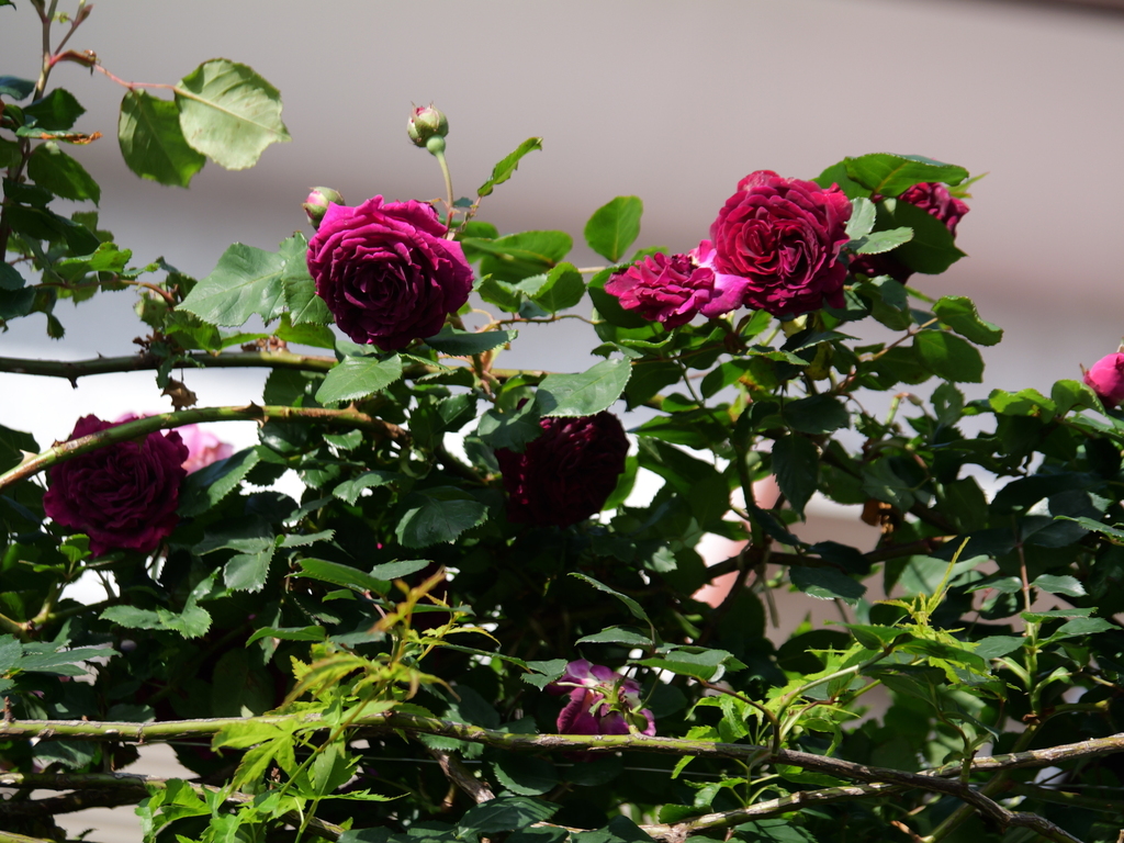 2024-05-04 06_55№(0005).JPG
