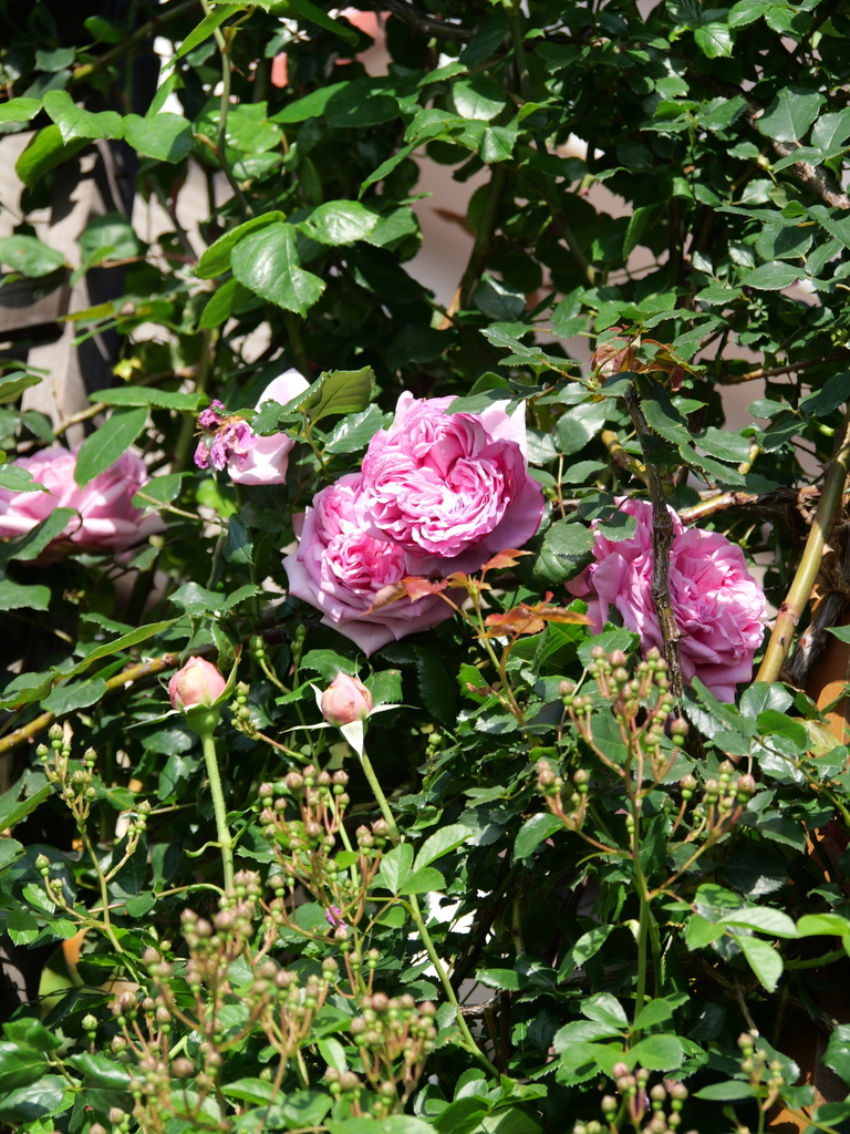 2024-05-04 06_55№(0008).JPG