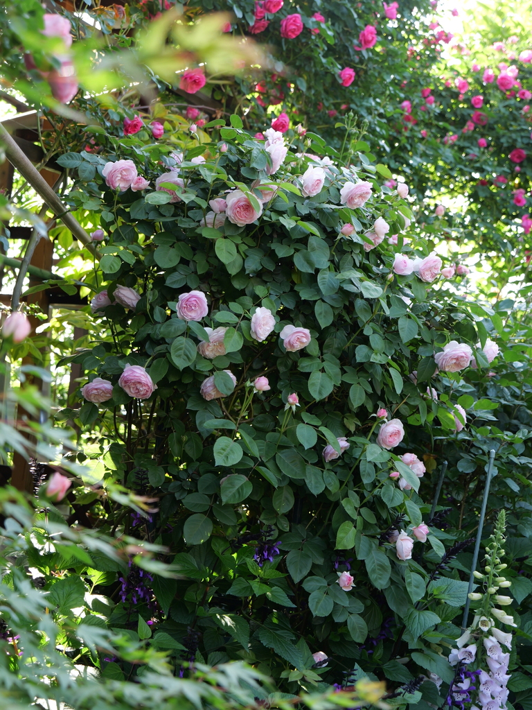 2024-05-04 07_28№(0214).JPG