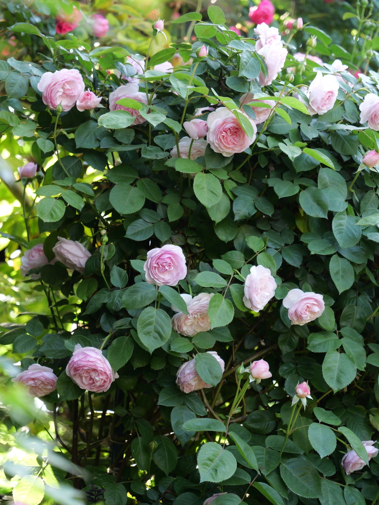 2024-05-04 07_28№(0215).JPG
