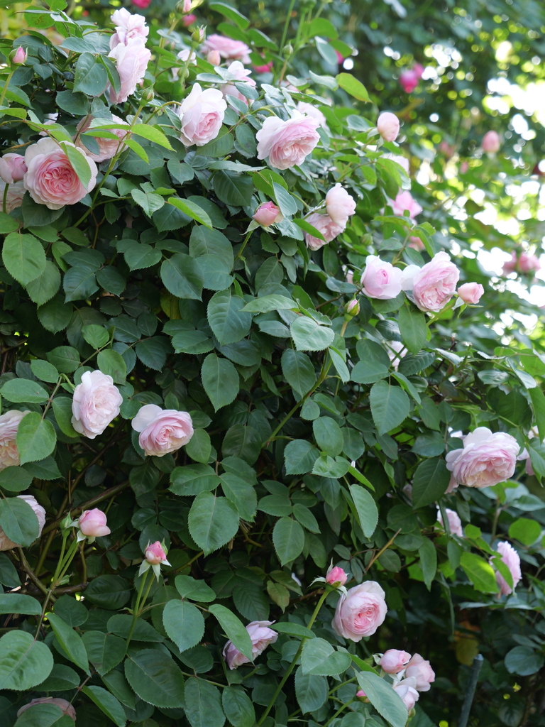 2024-05-04 07_28№(0216).JPG