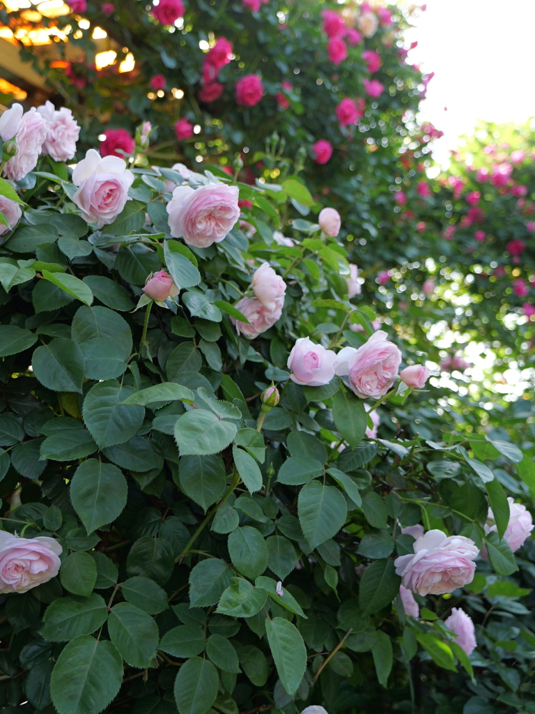 2024-05-04 07_28№(0219).JPG
