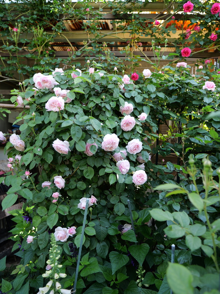 2024-05-04 07_28№(0221).JPG