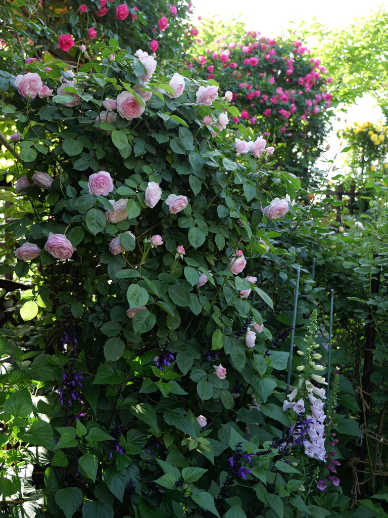 2024-05-04 07_28№(0224).JPG
