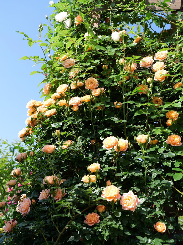 2024-05-05 07_34№(0223).JPG