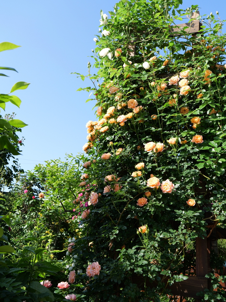 2024-05-05 07_34№(0225).JPG