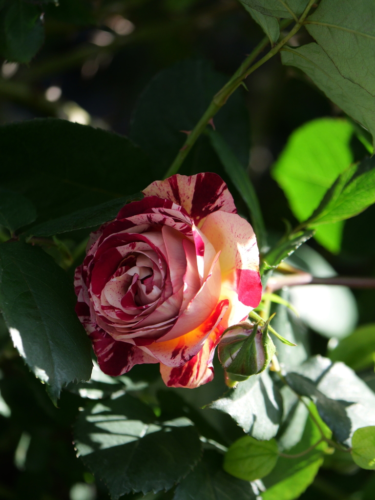 2024-05-05 07_47№(0319).JPG