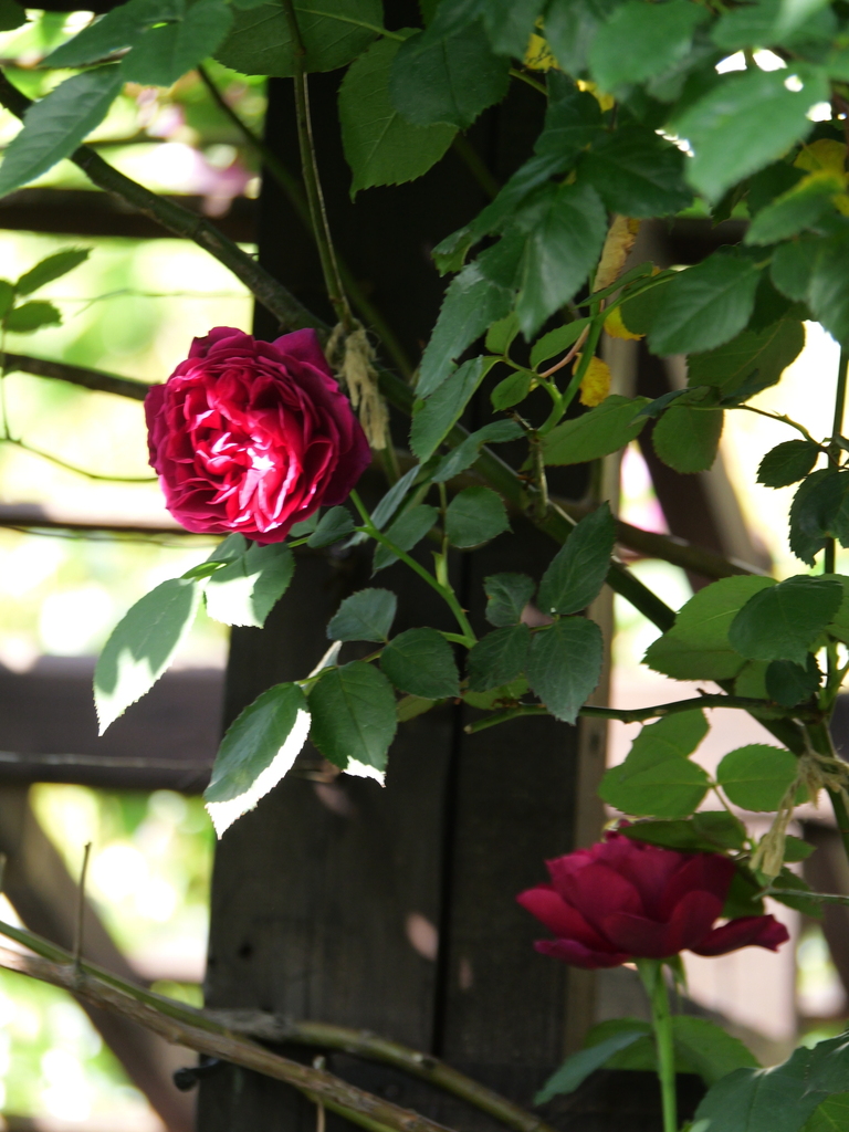 2024-05-05 07_53№(0377).JPG