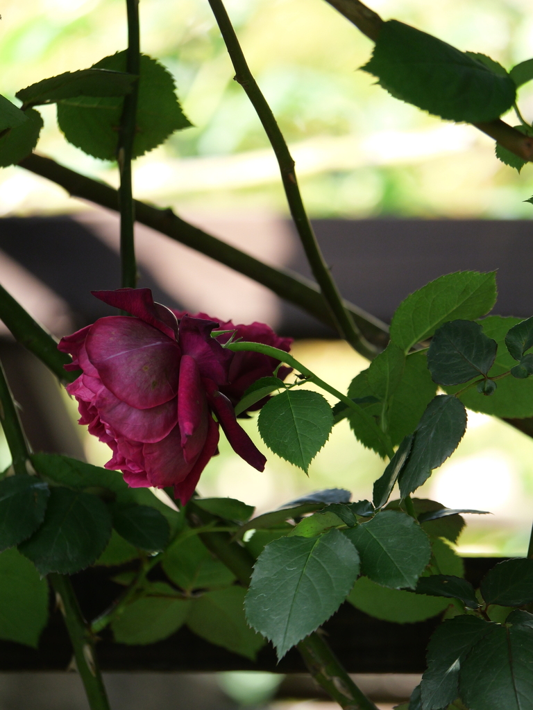 2024-05-05 07_53№(0379).JPG