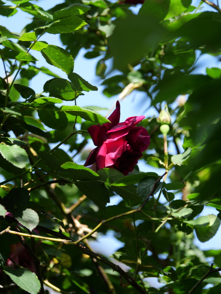 2024-05-05 07_54№(0381).JPG