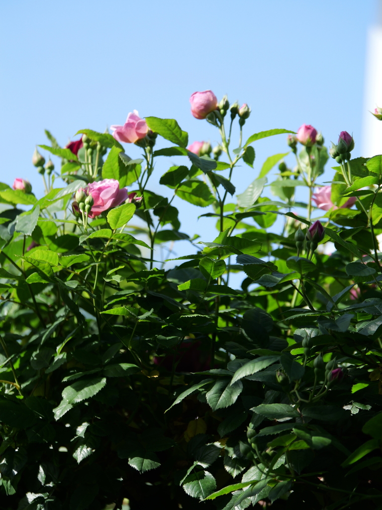 2024-05-05 07_54№(0385).JPG