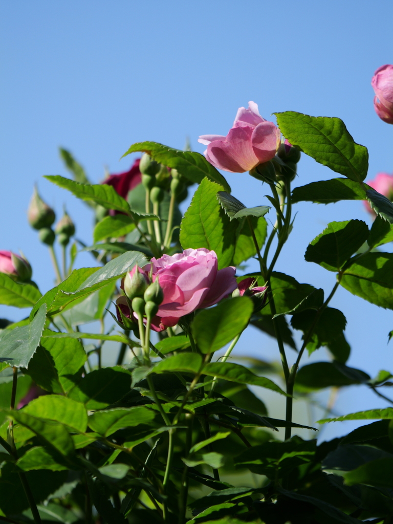 2024-05-05 07_54№(0386).JPG