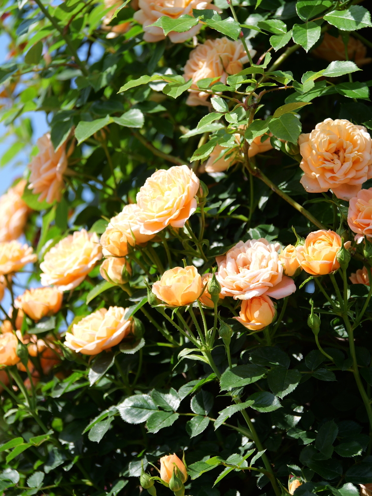 2024-05-05 08_03№(0451).JPG
