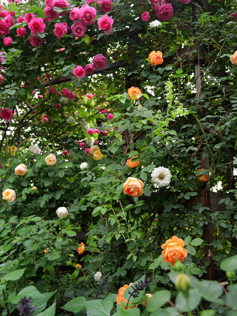 2024-05-06 07_34№(0282).JPG
