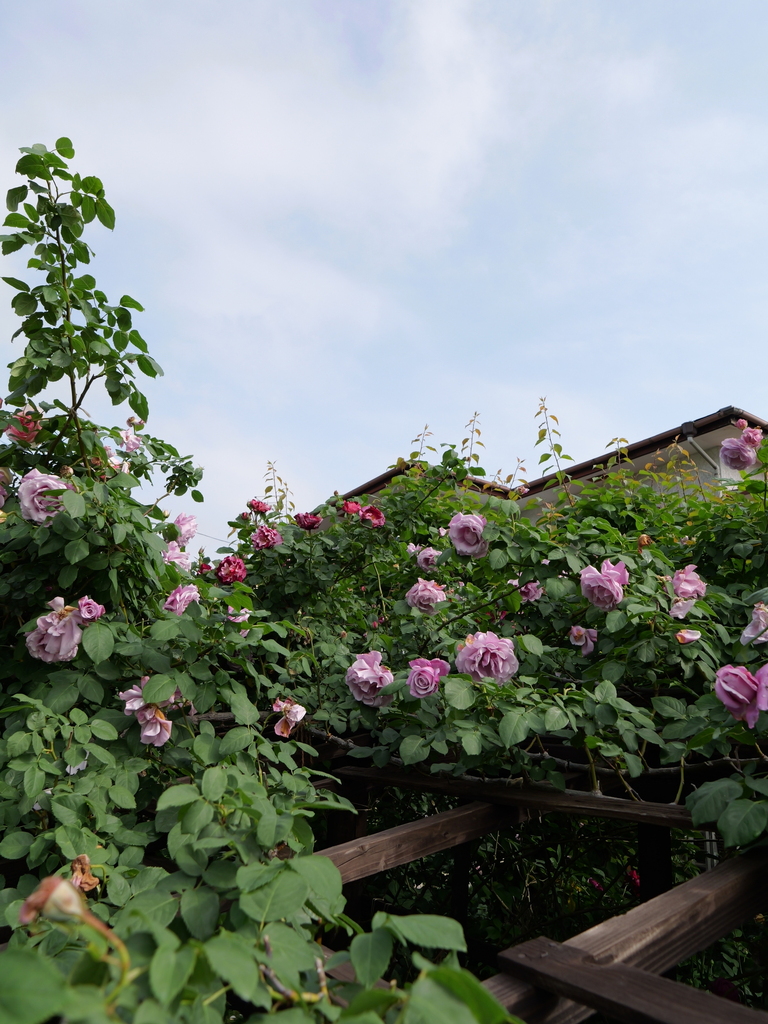 2024-05-08 08_03№(0164).JPG