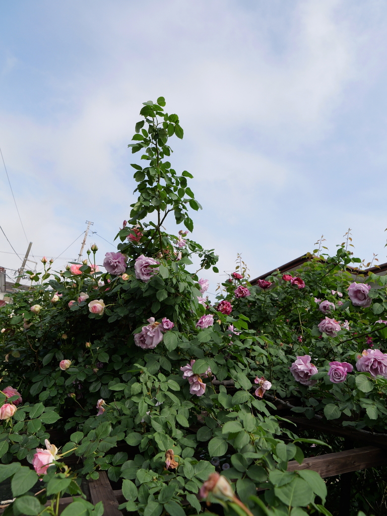 2024-05-08 08_03№(0165).JPG