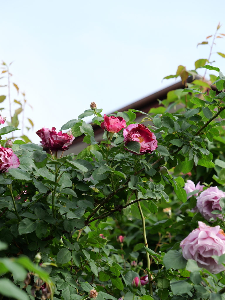 2024-05-08 08_03№(0166).JPG