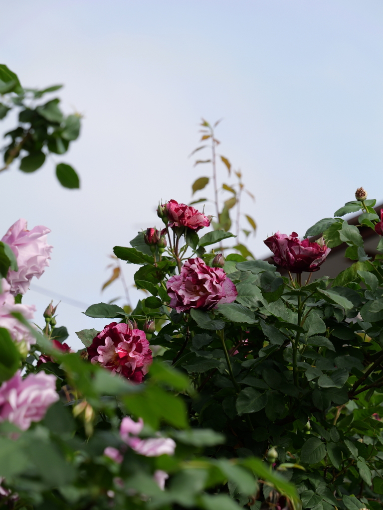 2024-05-08 08_03№(0167).JPG