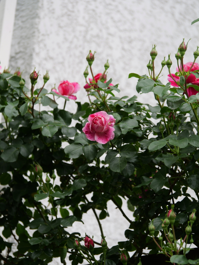 2024-05-08 08_28№(0322).JPG
