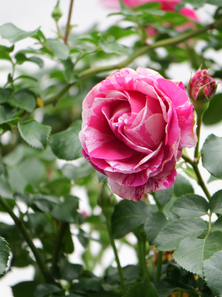2024-05-08 08_28№(0324).JPG