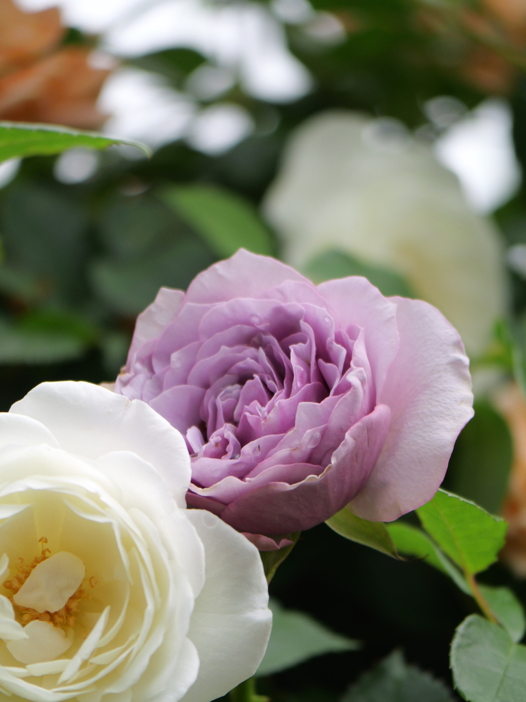 2024-05-08 08_32№(0343).JPG