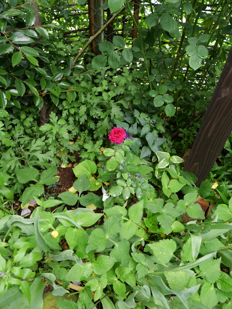 2024-05-09 11_17№(0245).JPG
