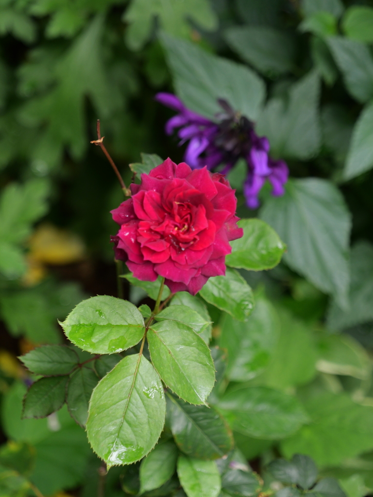 2024-05-09 11_17№(0246).JPG