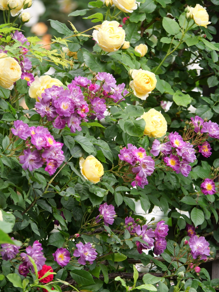 2024-05-12 07_04№(0237).JPG