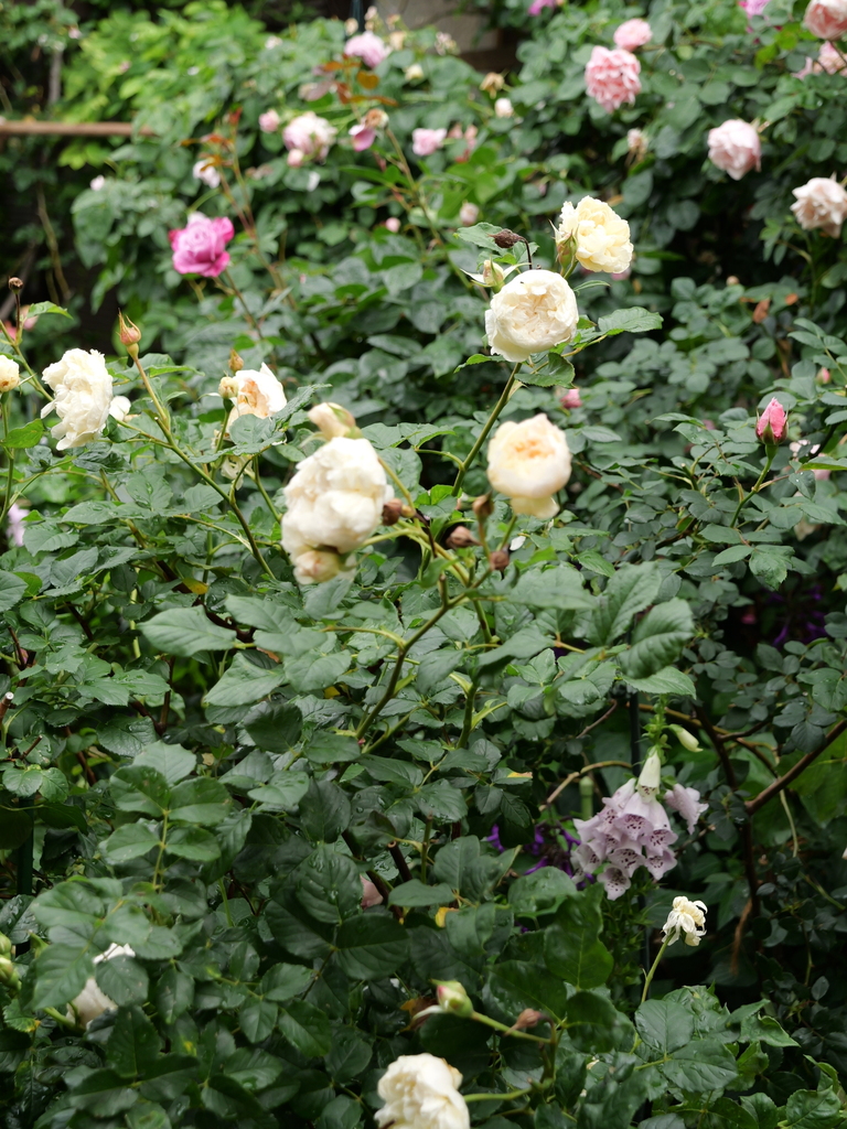 2024-05-14 08_54№(0231).JPG