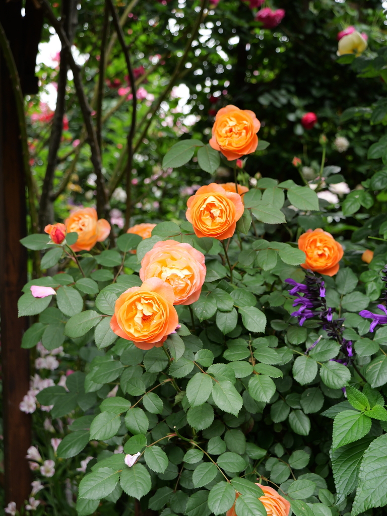 2024-05-19 10_37№(0357).JPG
