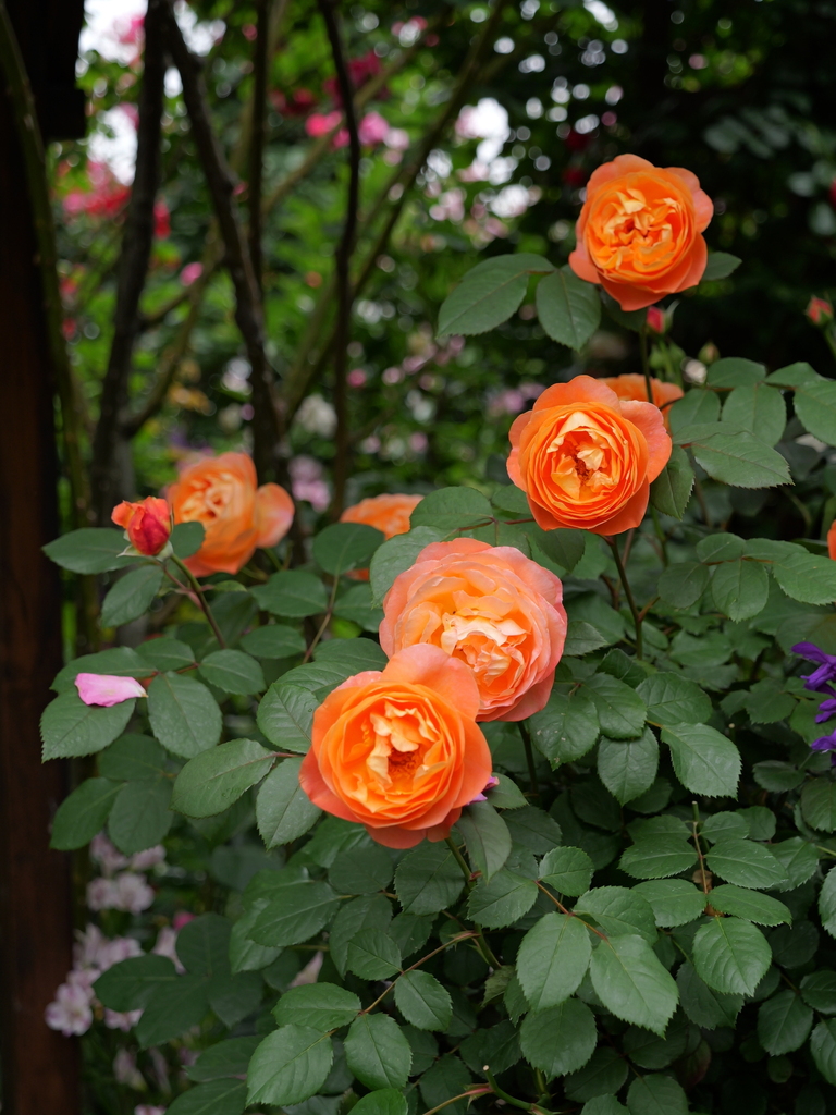 2024-05-19 10_37№(0358).JPG