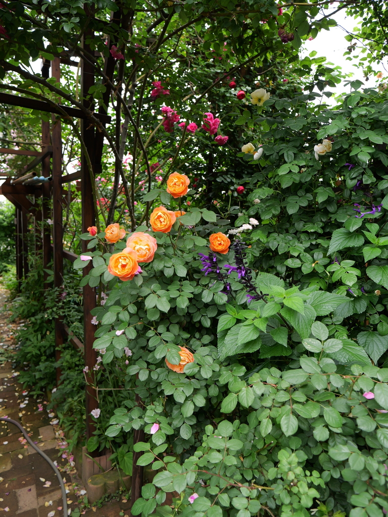 2024-05-19 10_37№(0359).JPG