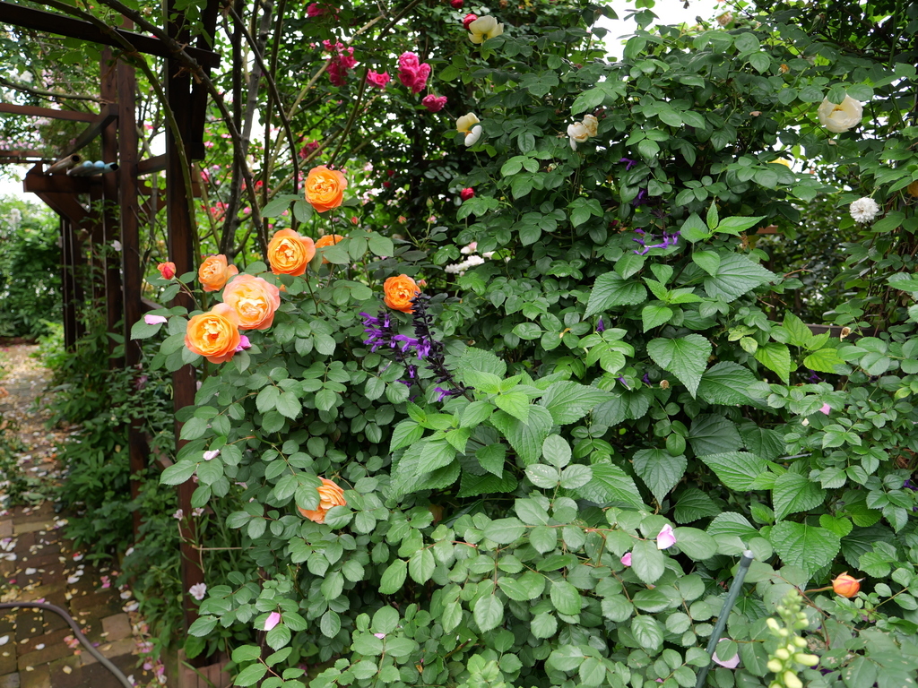 2024-05-19 10_37№(0360).JPG