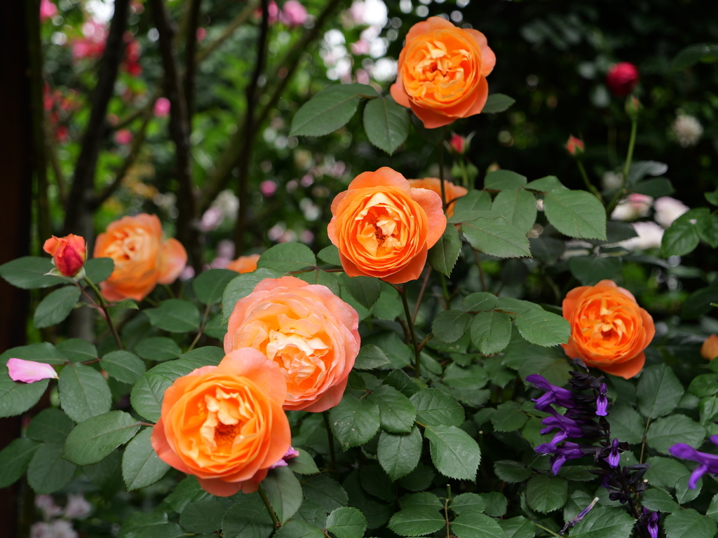 2024-05-19 10_37№(0362).JPG