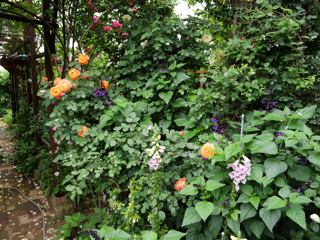 2024-05-19 10_39№(0367).JPG