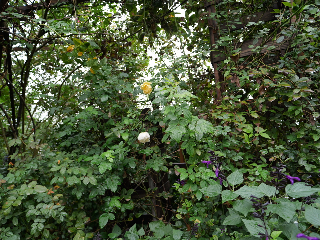 2024-10-28 12_01№(0060).JPG