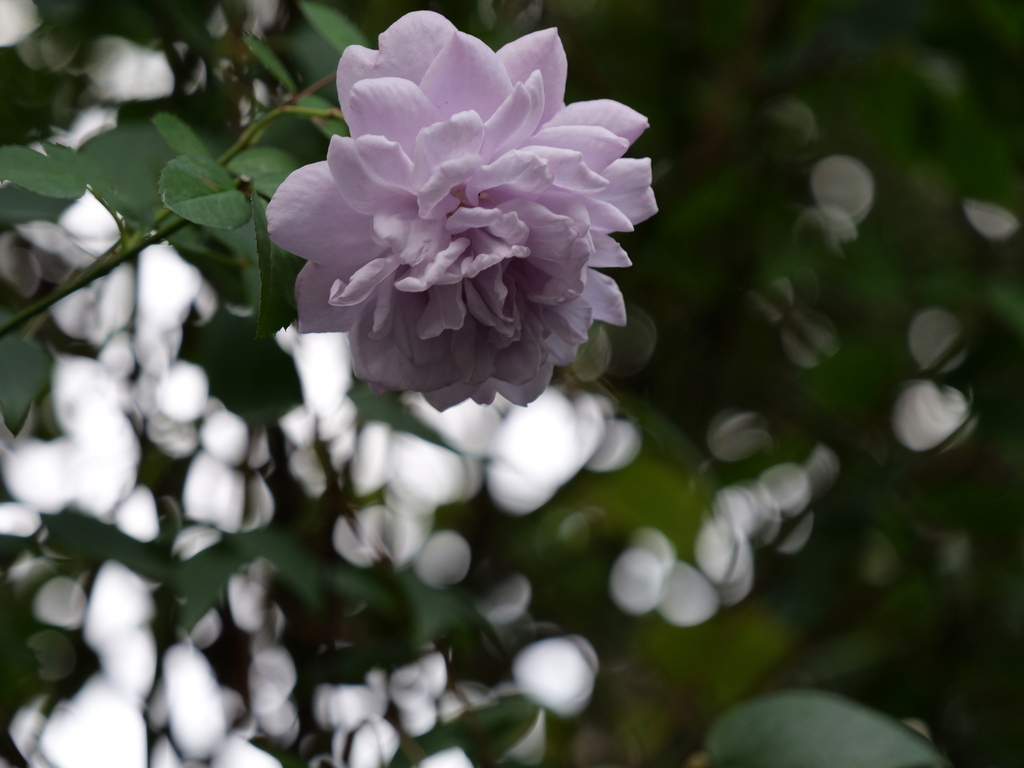 2024-11-09 14_51№(0251).JPG