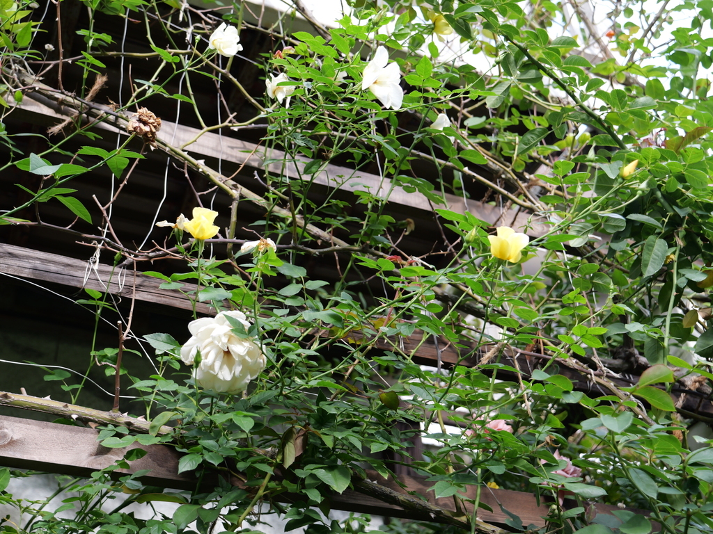 2024-11-09 14_53№(0291).JPG
