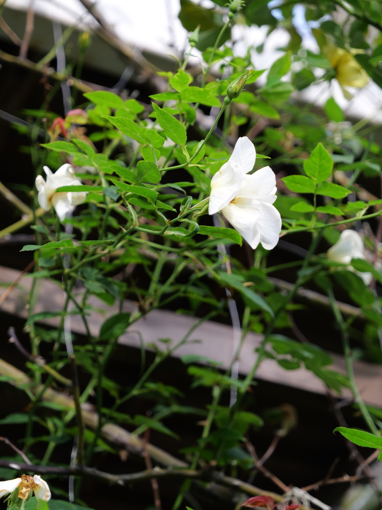 2024-11-09 14_53№(0293).JPG