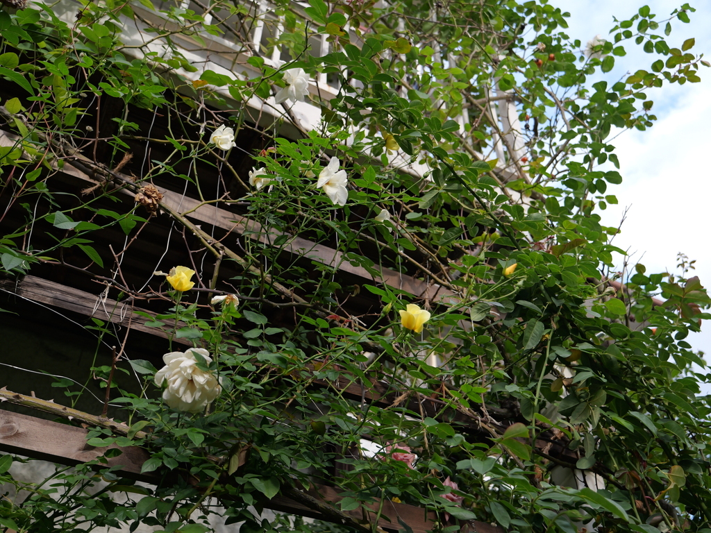 2024-11-09 14_53№(0295).JPG