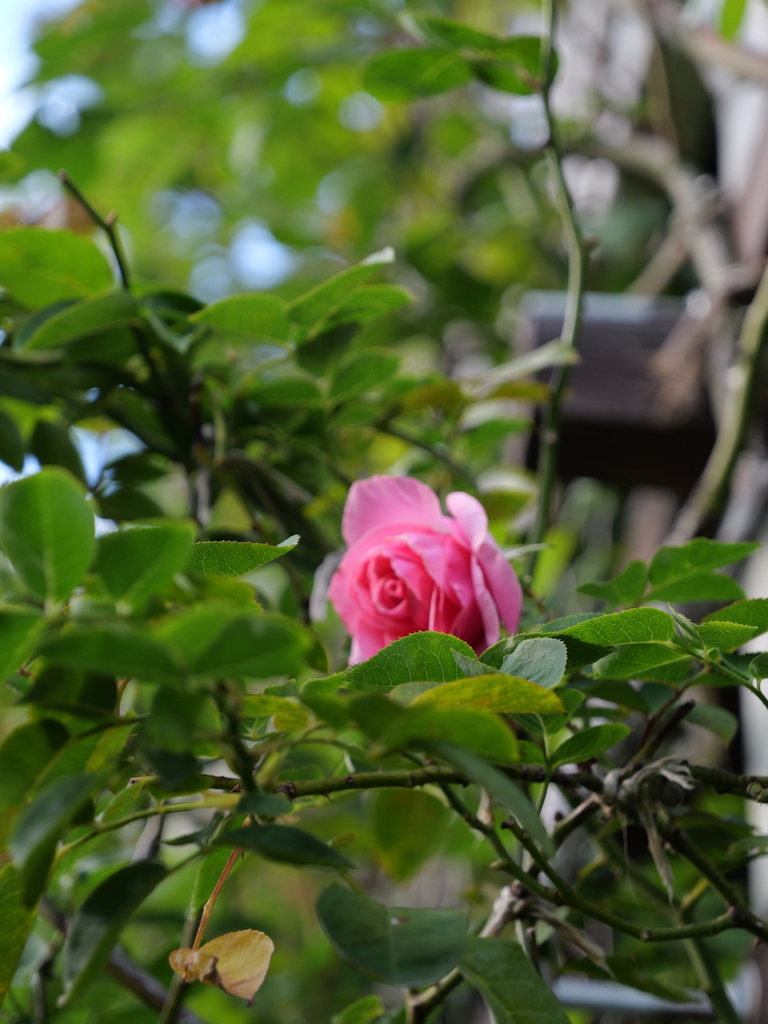 2024-11-09 14_53№(0297).JPG