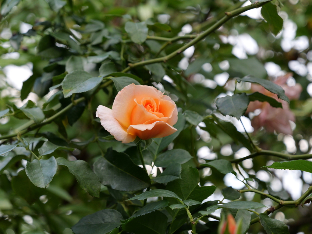 2024-11-09 14_55№(0328).JPG