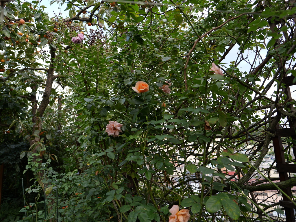 2024-11-09 14_55№(0329).JPG