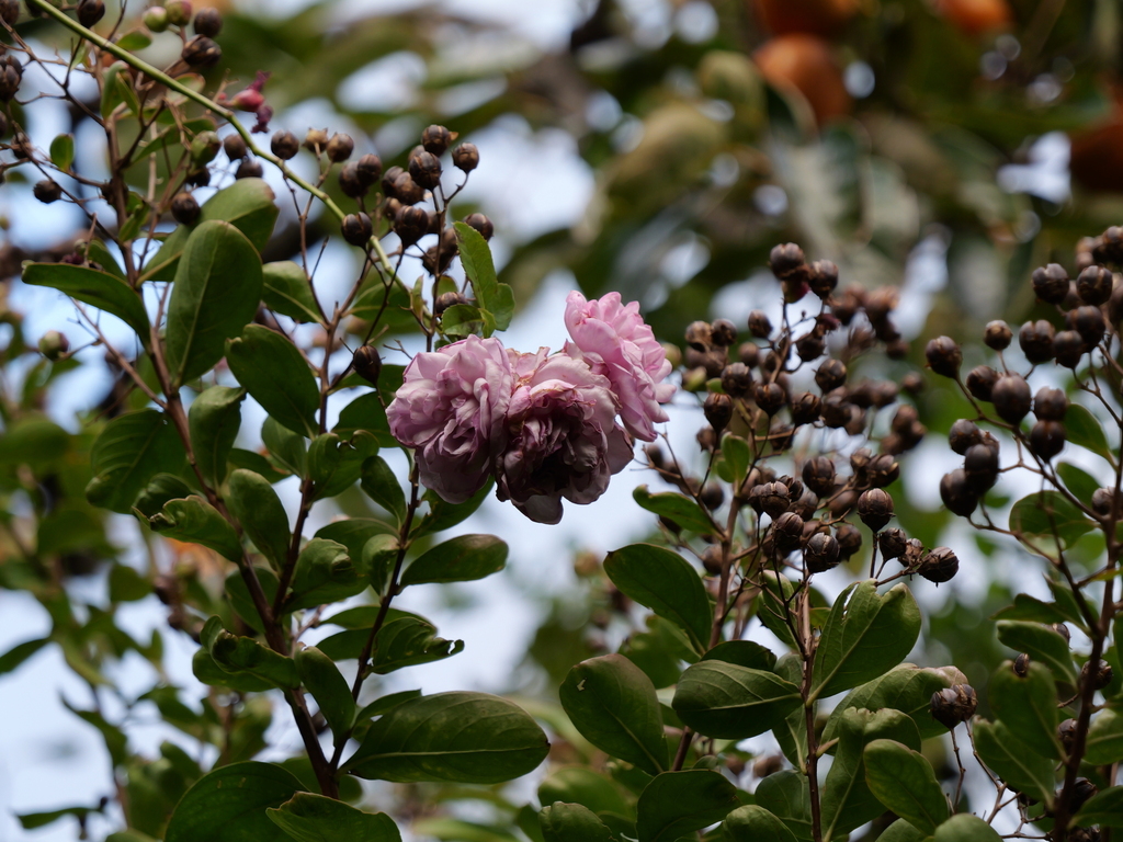 2024-11-09 14_55№(0330).JPG