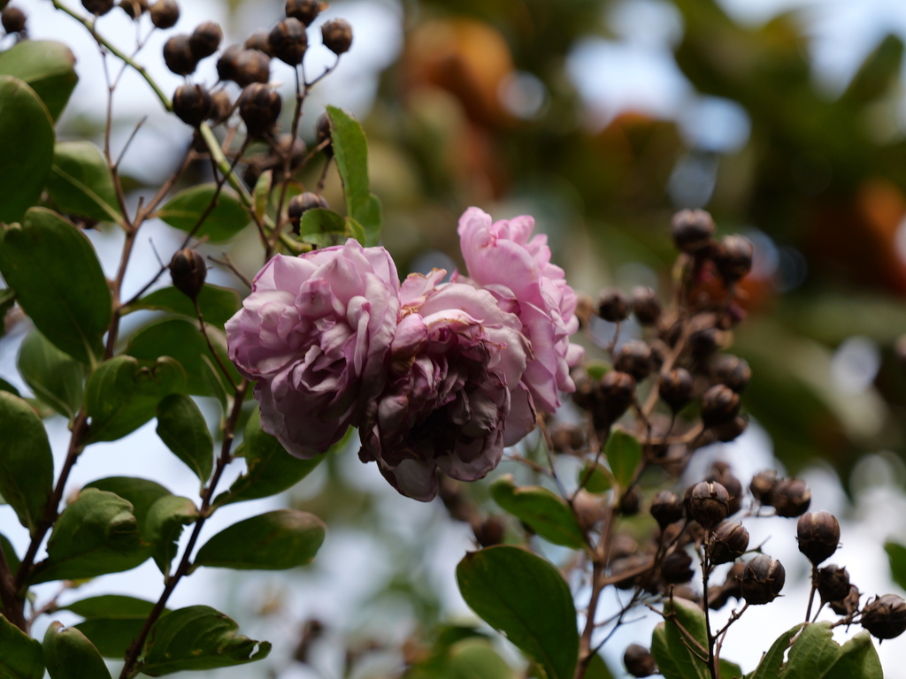 2024-11-09 14_55№(0333).JPG