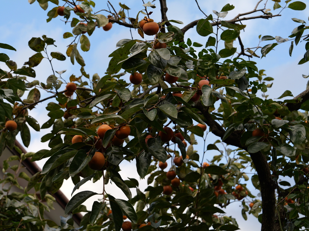 2024-11-09 14_55№(0334).JPG