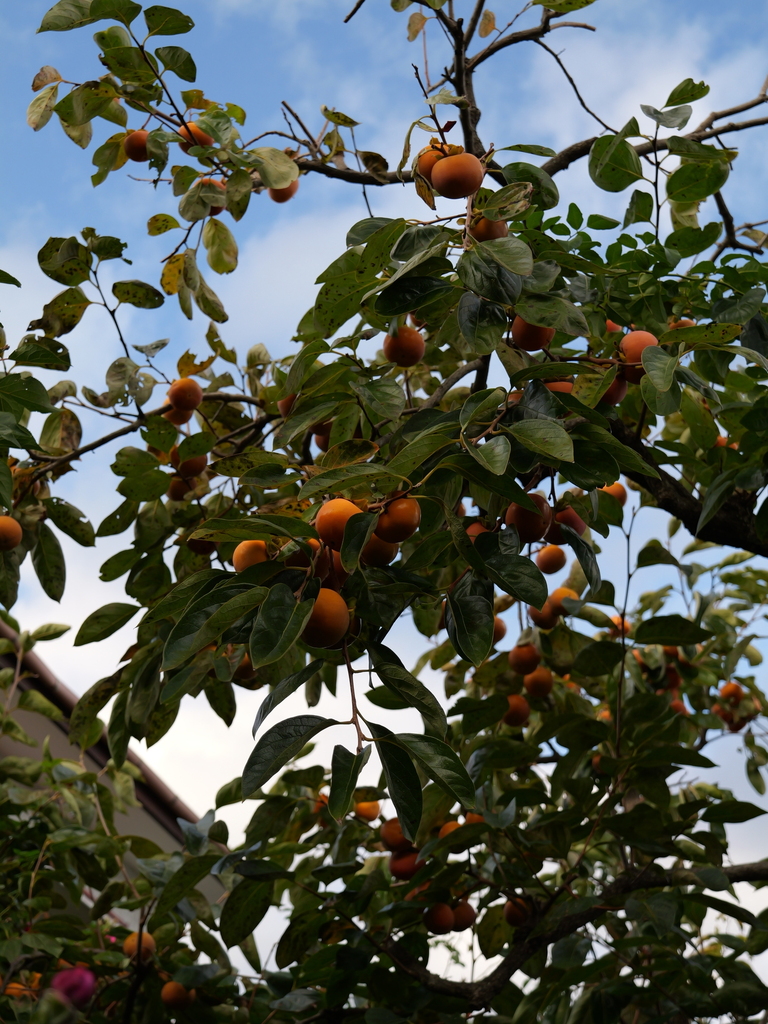2024-11-09 14_55№(0336).JPG