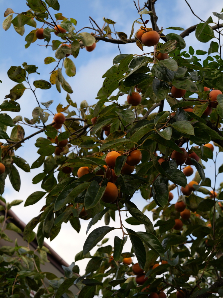 2024-11-09 14_55№(0337).JPG